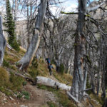 Hiking trail to the summit of Avalanche Mountain, Yellowstone National Park