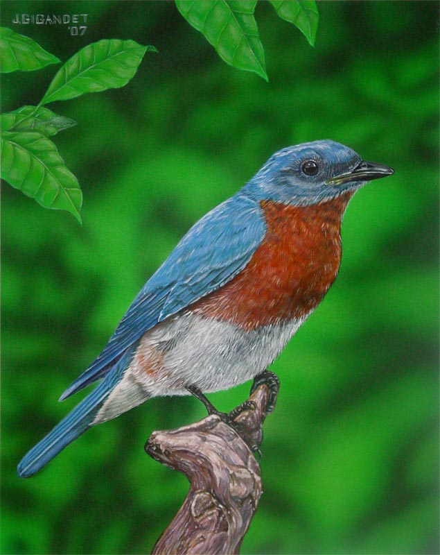 Eastern Bluebird Painting